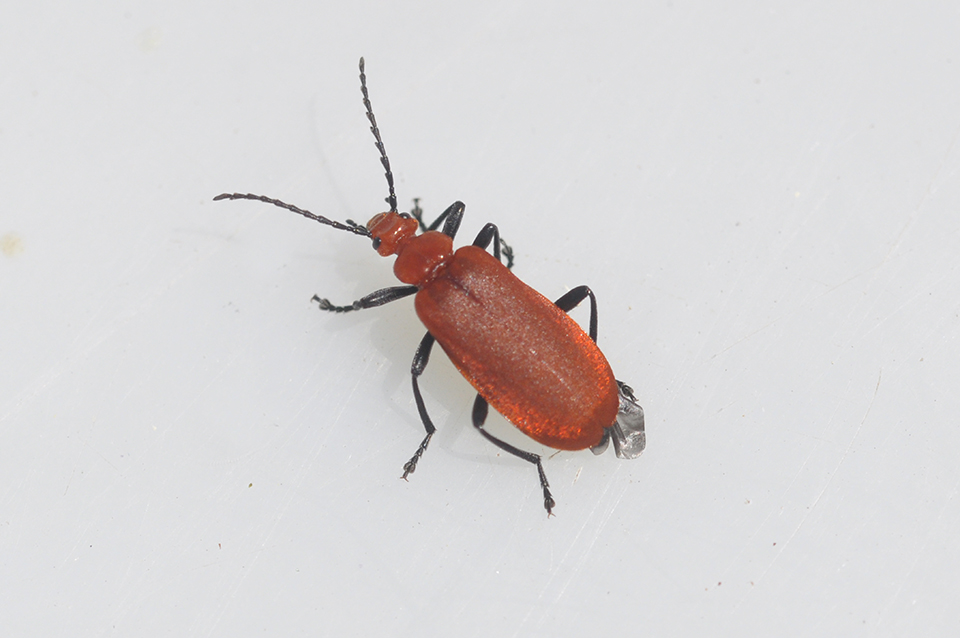 insect 3 – Rudy Claeys