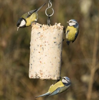 vogels voeren en beloeren