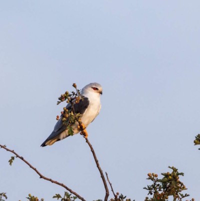 Grijze wouw – Natuur en Bos 2