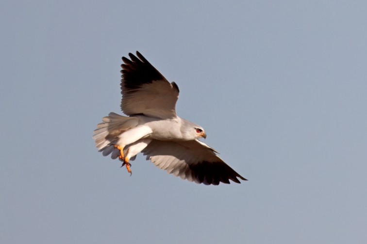 grijze wouw – natuurpunt ijzervallei